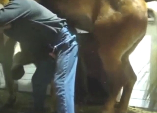 Zoo sex with a guy who fucks a stallion anally