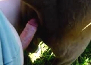 Bestiality porn with a kinky cow that gets rammed