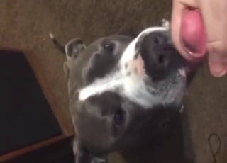 Zoo sex with dog that feels it deserves fresh seed
