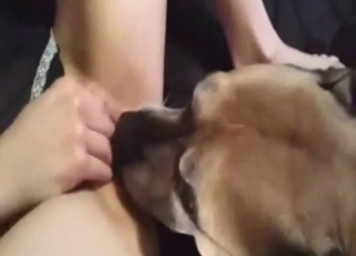 Bestiality sex with a dog licking wife's wet vag