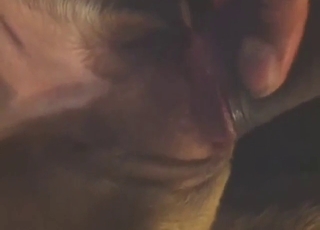 Zoo porn with a bitch that enjoys electrifying sex
