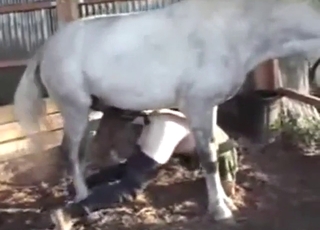 Zoo sex with a white stallion fucking up a dude