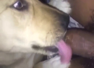 Bestiality sex deals with dog that licks dick hard