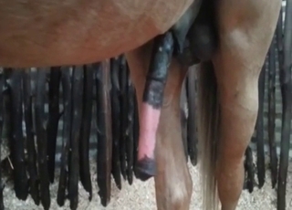 Babe nailed with a horse dick