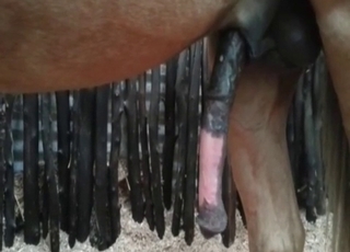 Babe nailed with a horse dick