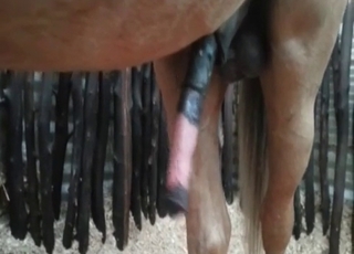 Babe nailed with a horse dick