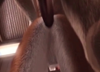 Fox sucking horses cock