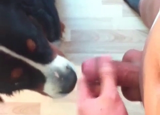 Cute doggy is licking a dick
