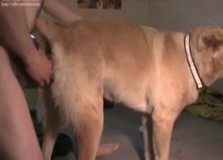 Brown pup fucked by a guy