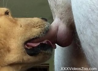 Animal Porn XXX Sex Videos